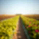 Vibrant organic crops thriving in the Al Khawaneej desert.