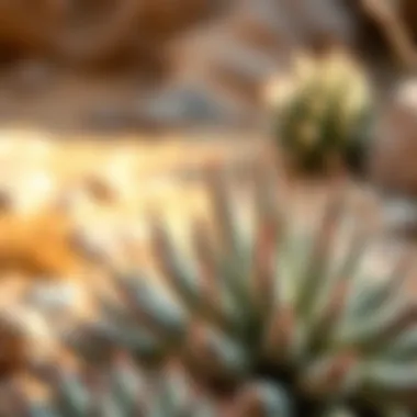 Close-up of a unique succulent plant thriving in arid conditions, representing desert flora